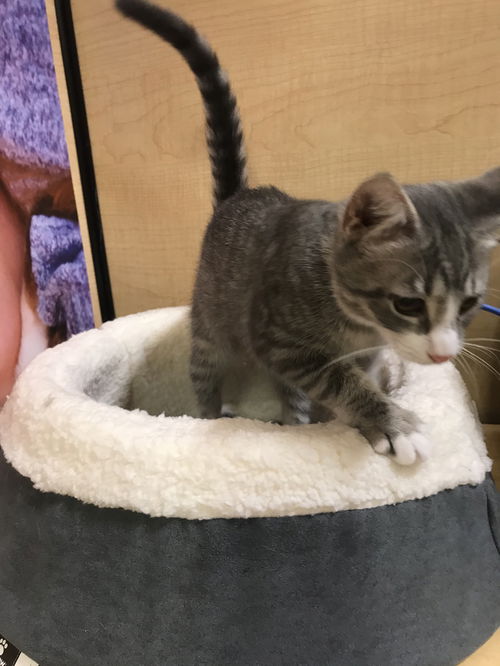 Little Dot
