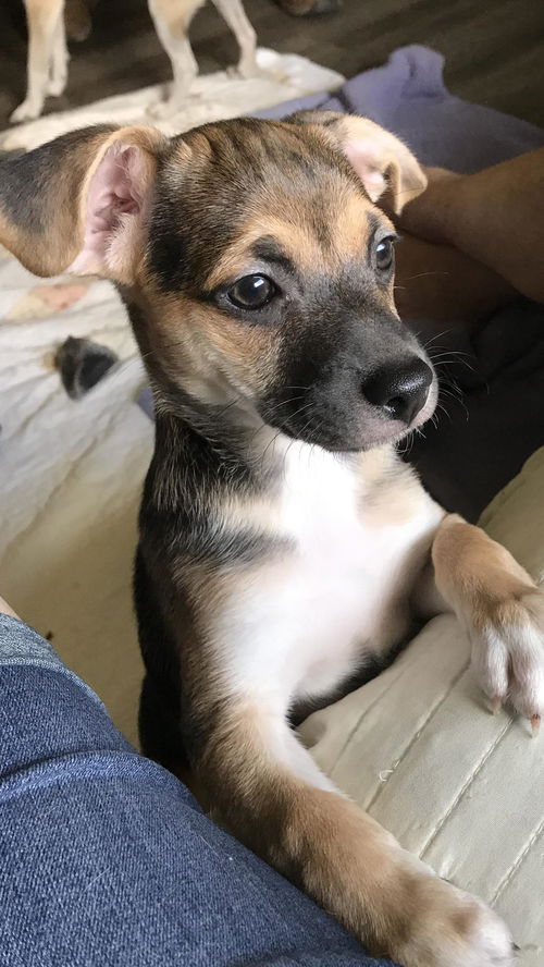 Huey