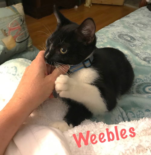 Weebles