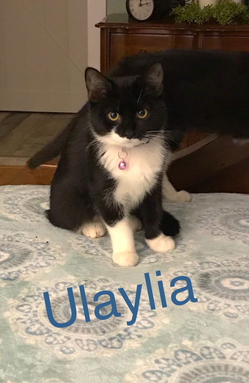 Ulaylia