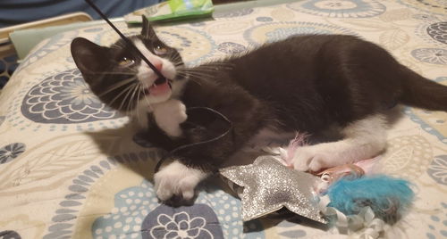 Luca