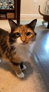 Lorelei