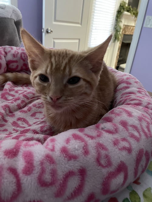 Ginger
