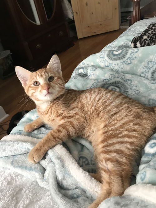 Oliver
