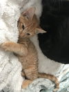 Oliver