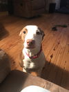 Bertie