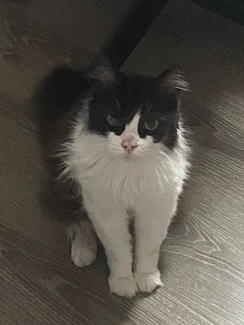 Jasper