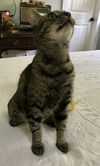 Ester