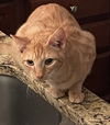 Fergus