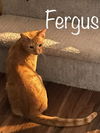 Fergus