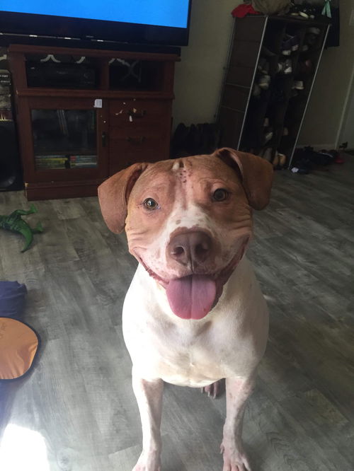 Opie