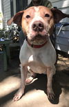 Opie