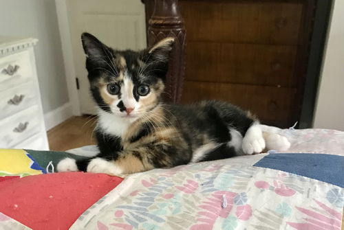 Willow