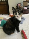 Willow