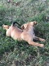 Cadbury