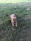 Cadbury