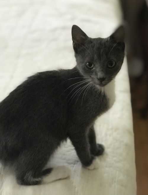 Gracie