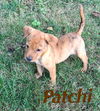 Patchi
