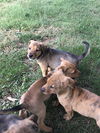 Patchi