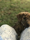 Hershey