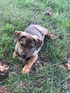 Hershey