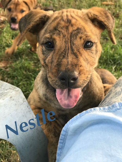 Nestle
