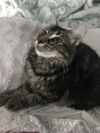 Princess Freya