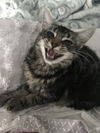 Princess Freya