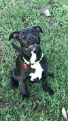 Piper