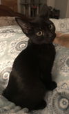 Oscar