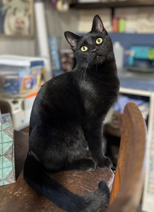 Oscar