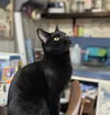 Oscar