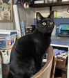 Oscar