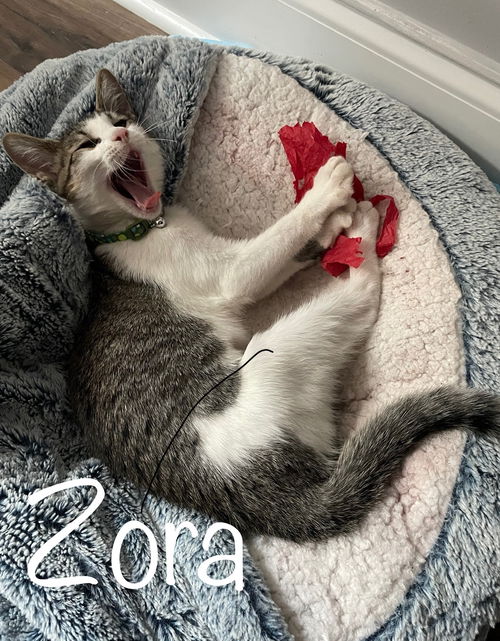 Zora