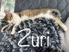 Zuri