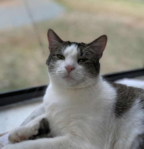 Ziva