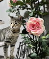Wilma
