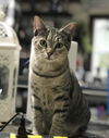 Wilma