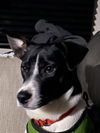 Koda
