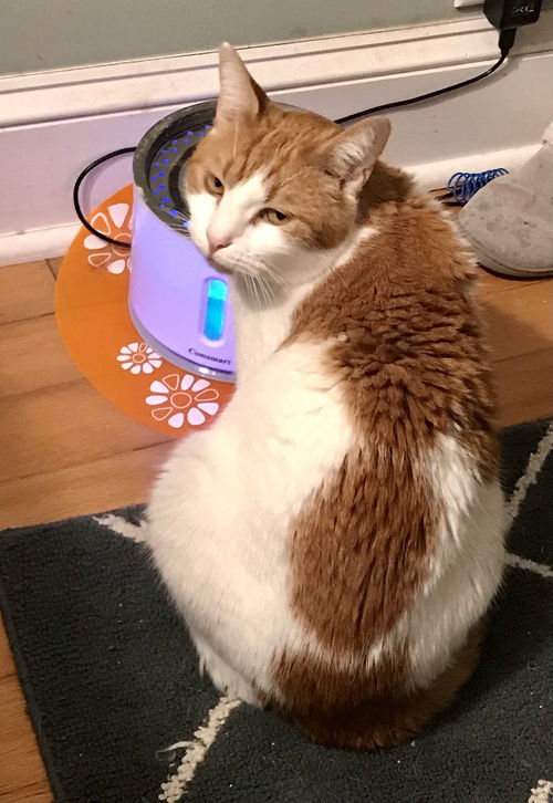 picture of the cat needing adoption