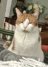 Sir Forrest Eatzalot