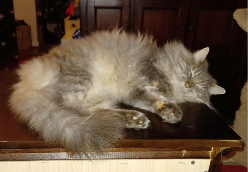Ella