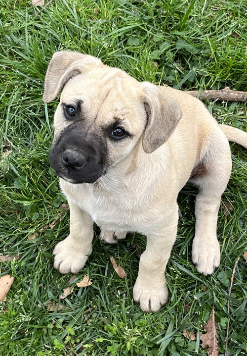 Sable