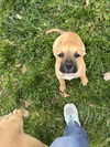 Mable
