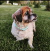Nellie Rose