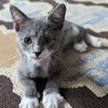 Simon