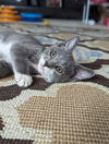 Simon