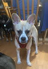 Sir Maximus Earsalot aka Max