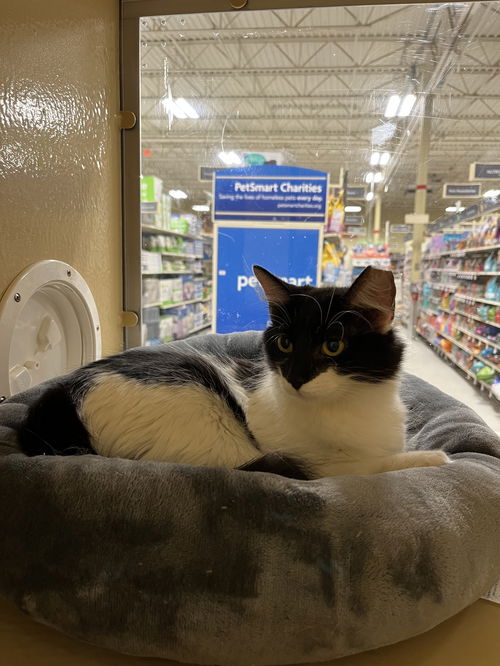 Petunia