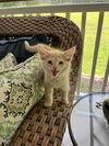 Butters